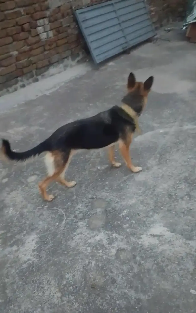 German shepherd female for sale — photo 4