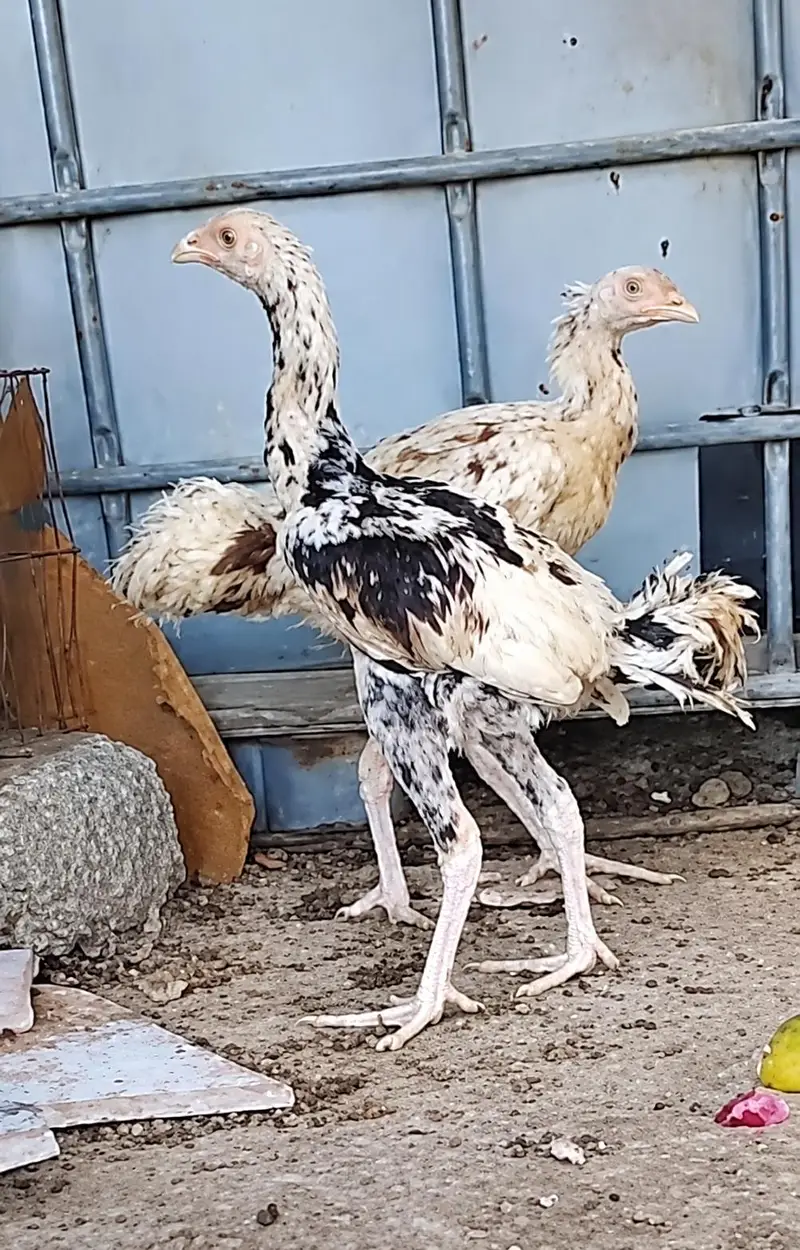 shamo or heera ka cross pair — photo 3