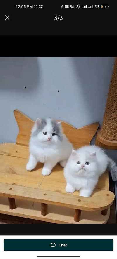 Quality Persian cat & Kittens. Male & female 03091708184. whatsapp