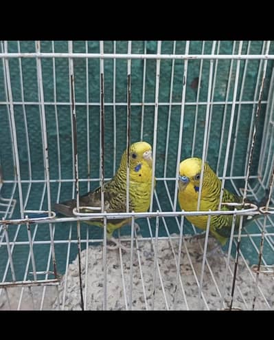 black wing budgies pair
