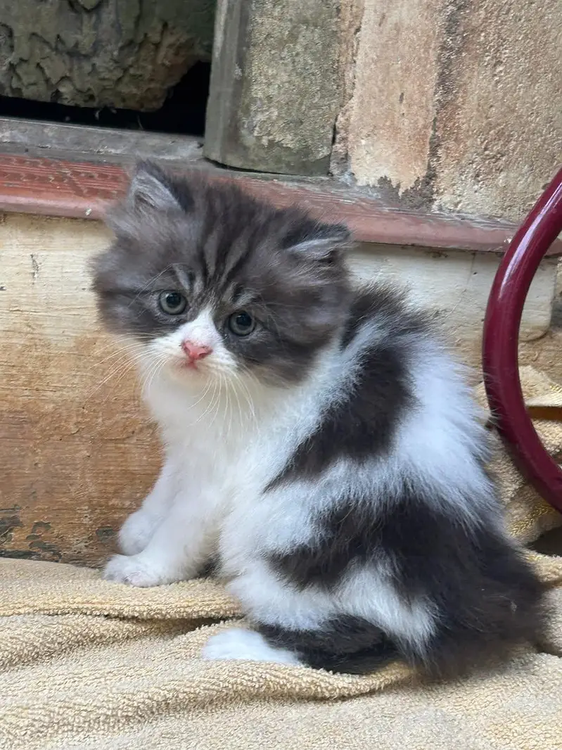 Quality Persian cat & Kittens. Male & female 03091708184. whatsapp — photo 2