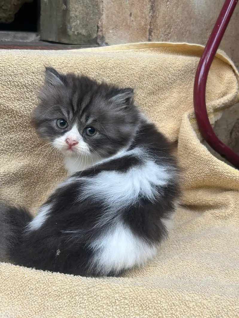 Quality Persian cat & Kittens. Male & female 03091708184. whatsapp — photo 4