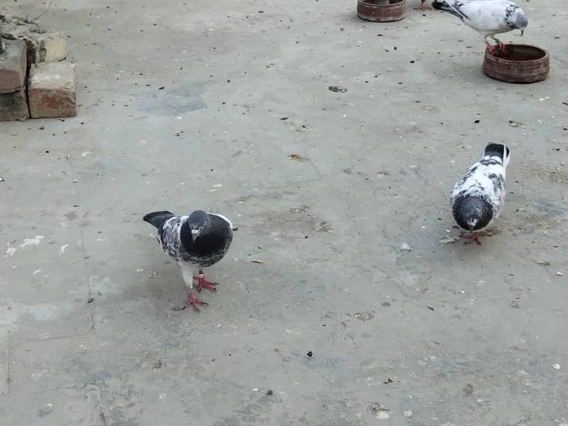 ہائی فلائی کبوتر فارسیل 0