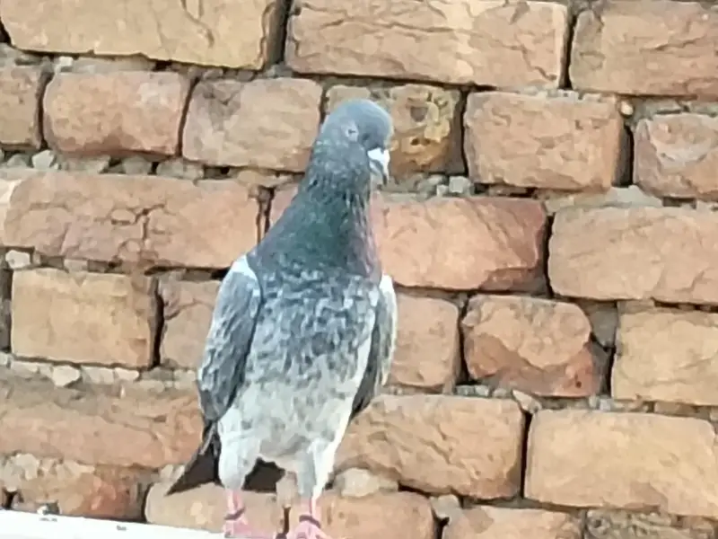 ہائی فلائی کبوتر فارسیل — photo 2