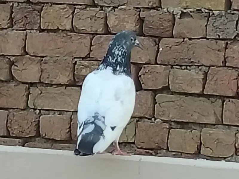 ہائی فلائی کبوتر فارسیل — photo 3