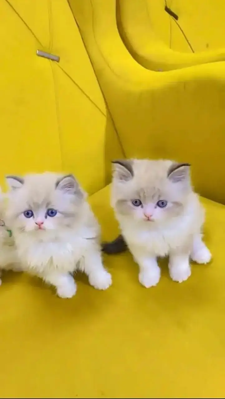 Quality Persian cat & Kittens. Male & female 03091708184. whatsapp — photo 2