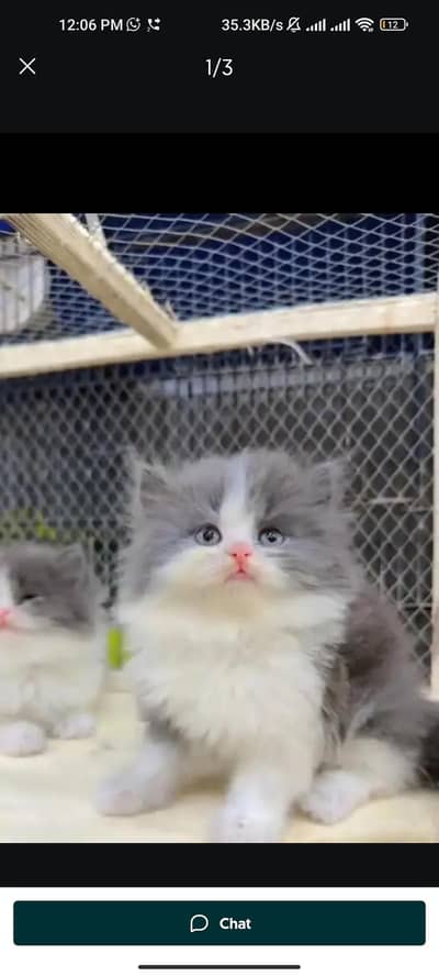 Quality Persian cat & Kittens. Male & female 03091708184. whatsapp