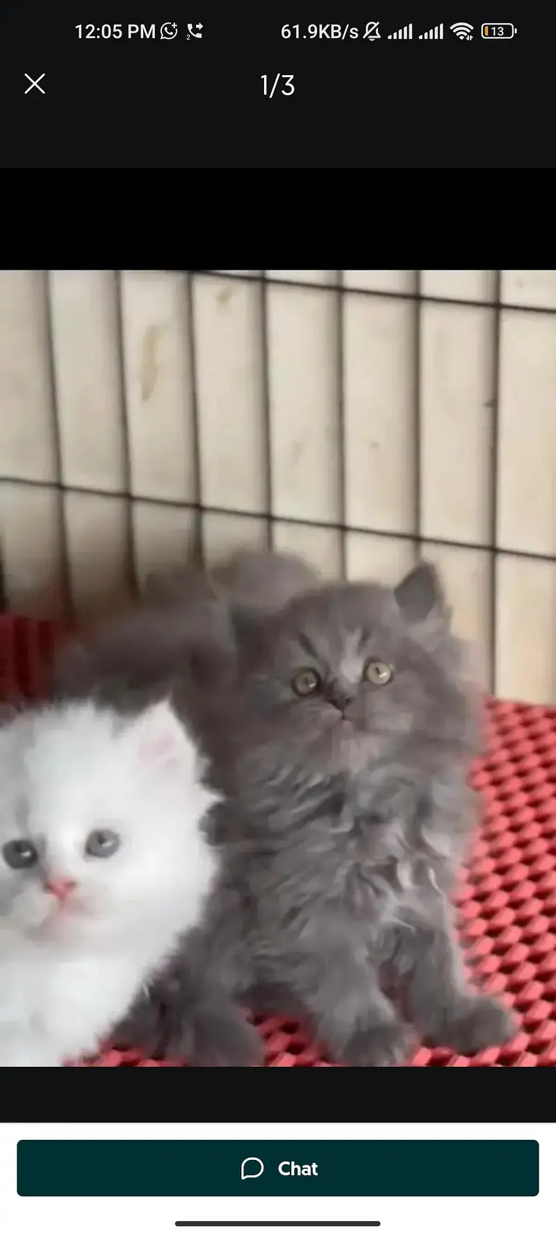 Quality Persian cat & Kittens. Male & female 03091708184. whatsapp — photo 4