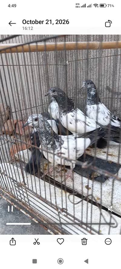 Sialkoti pigeon