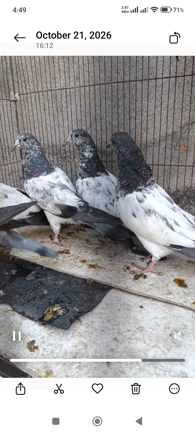 Sialkoti pigeon — photo 2
