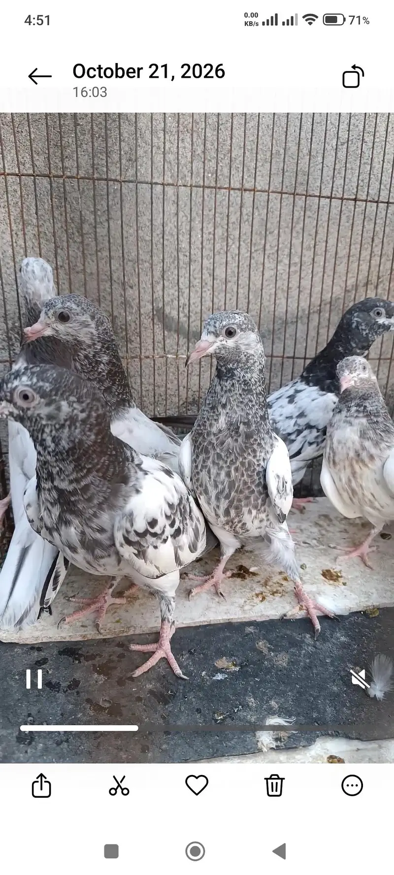 Sialkoti pigeon — photo 3