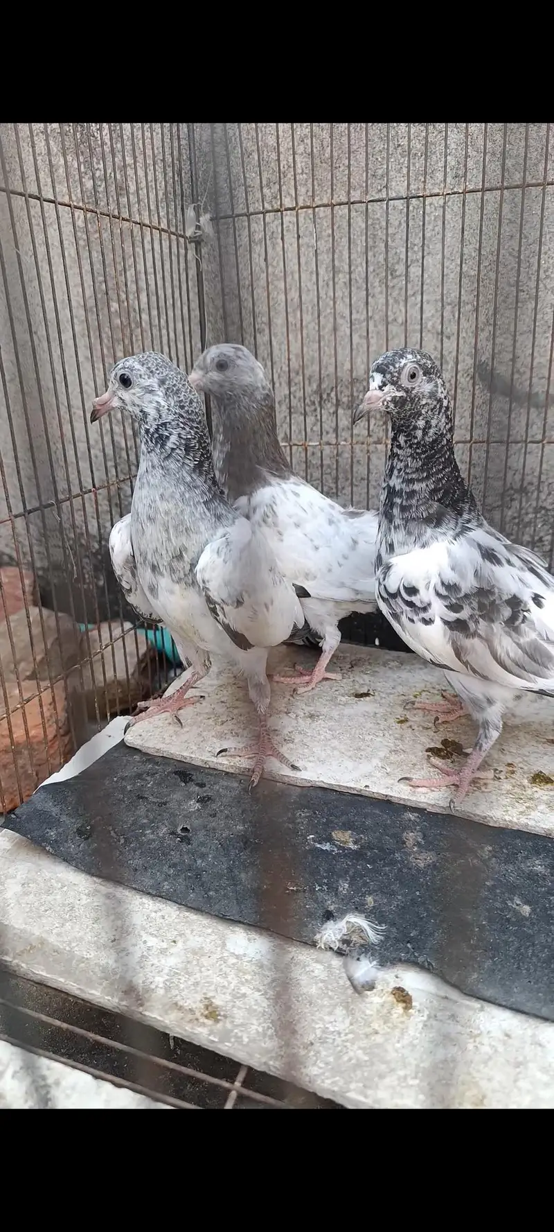 Sialkoti pigeon — photo 4