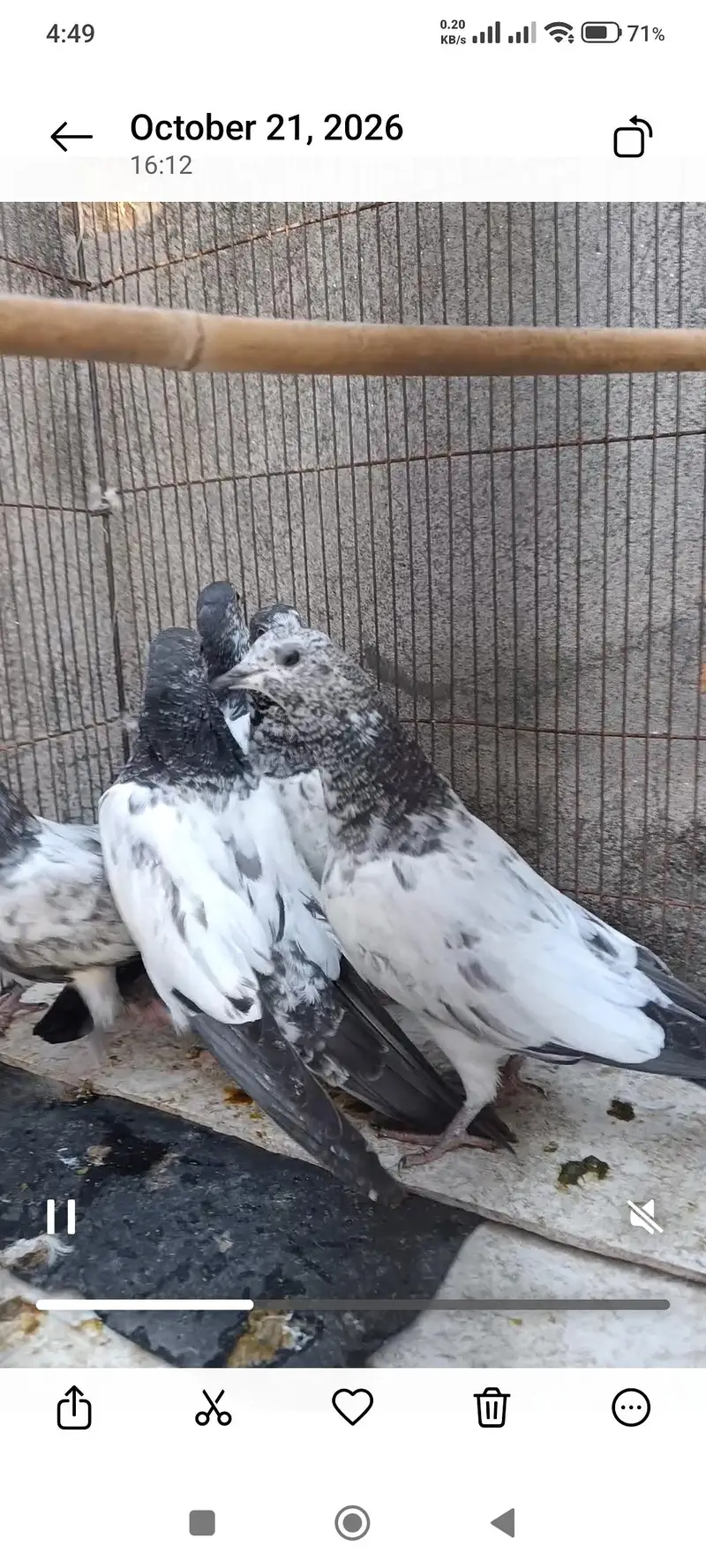 Sialkoti pigeon — photo 5