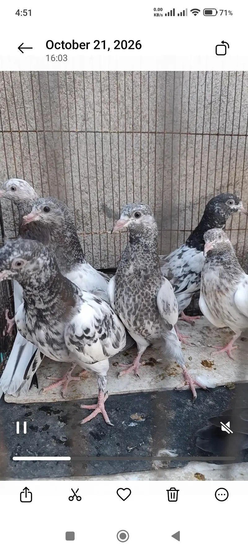 Sialkoti pigeon — photo 6