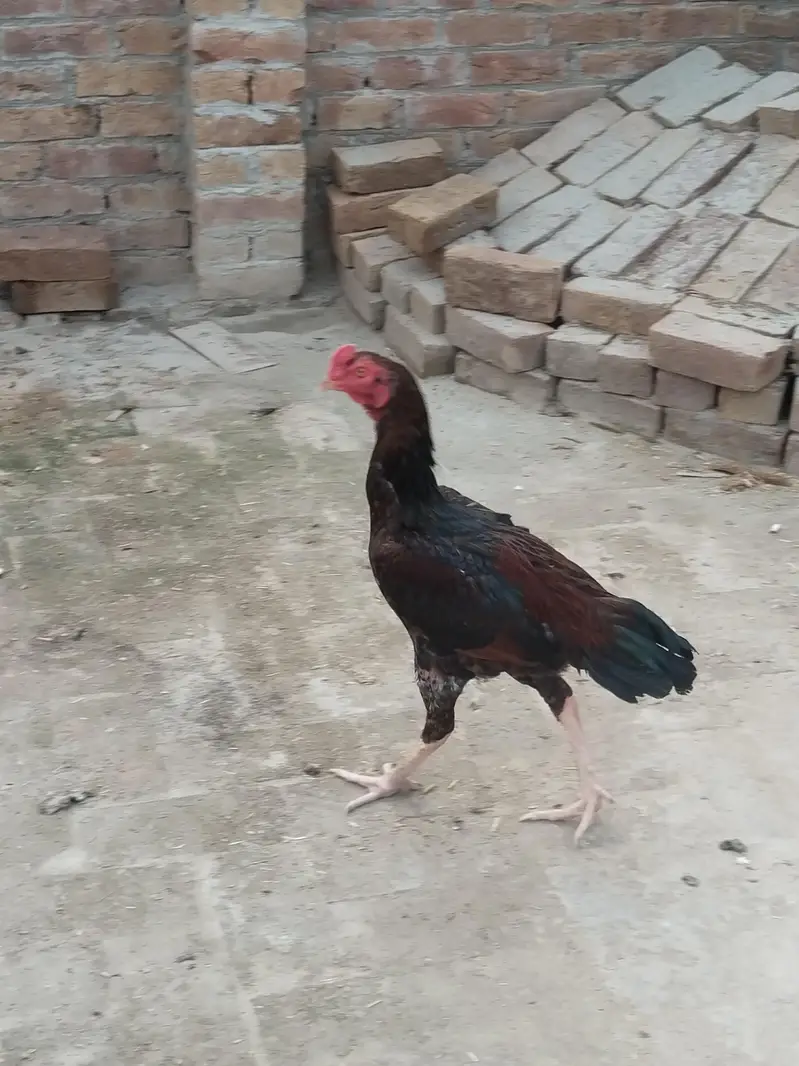 2 male hain ik female h boht achi quality — photo 2