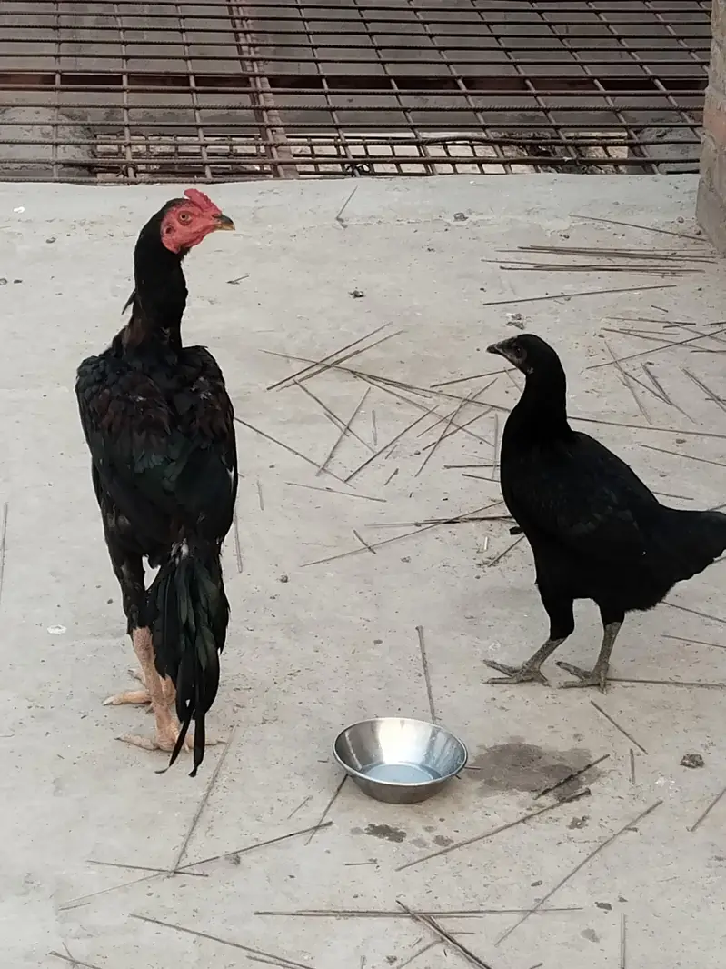 2 male hain ik female h boht achi quality — photo 3