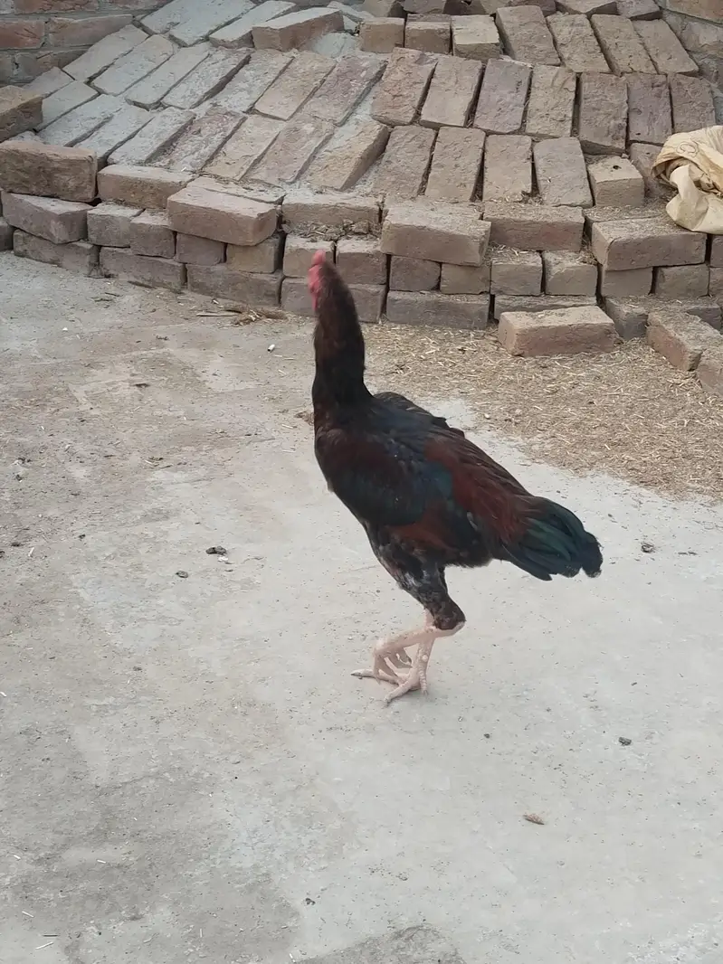 2 male hain ik female h boht achi quality — photo 4