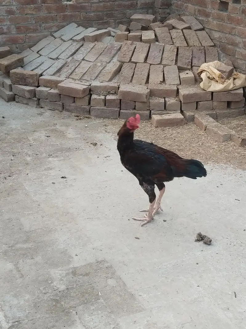 2 male hain ik female h boht achi quality — photo 5