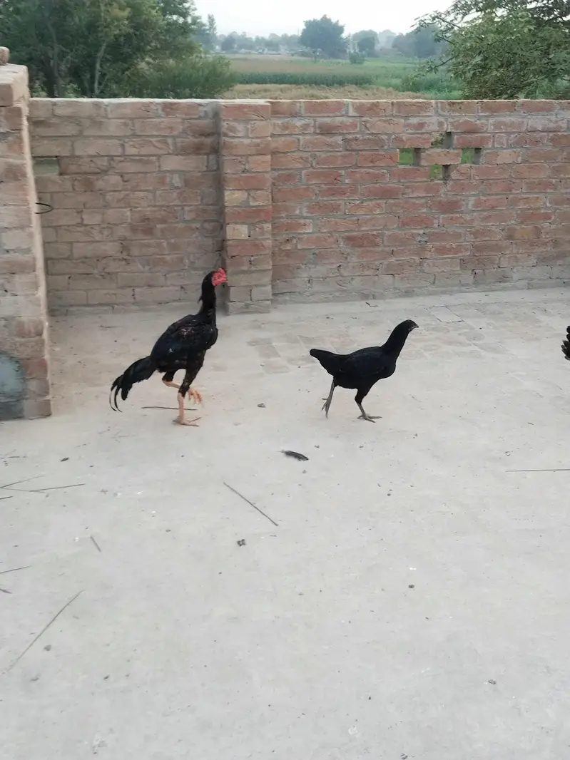 2 male hain ik female h boht achi quality — photo 7