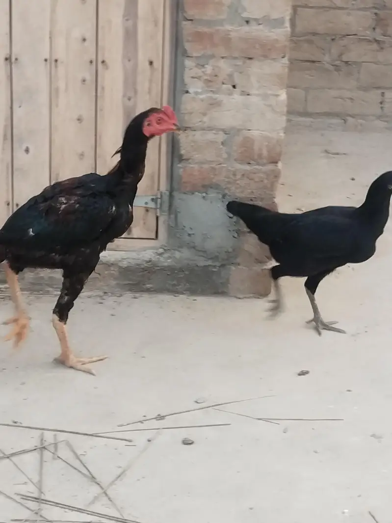 2 male hain ik female h boht achi quality — photo 8
