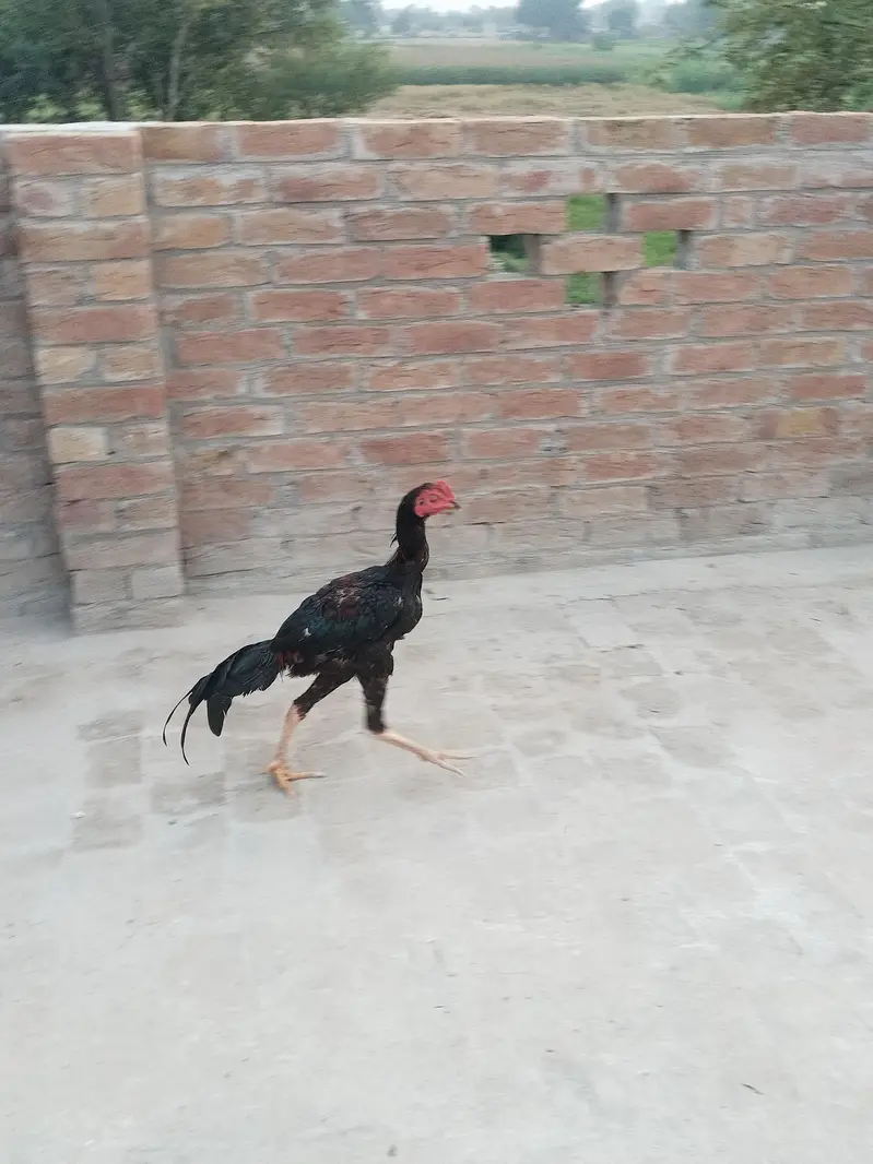 2 male hain ik female h boht achi quality — photo 9