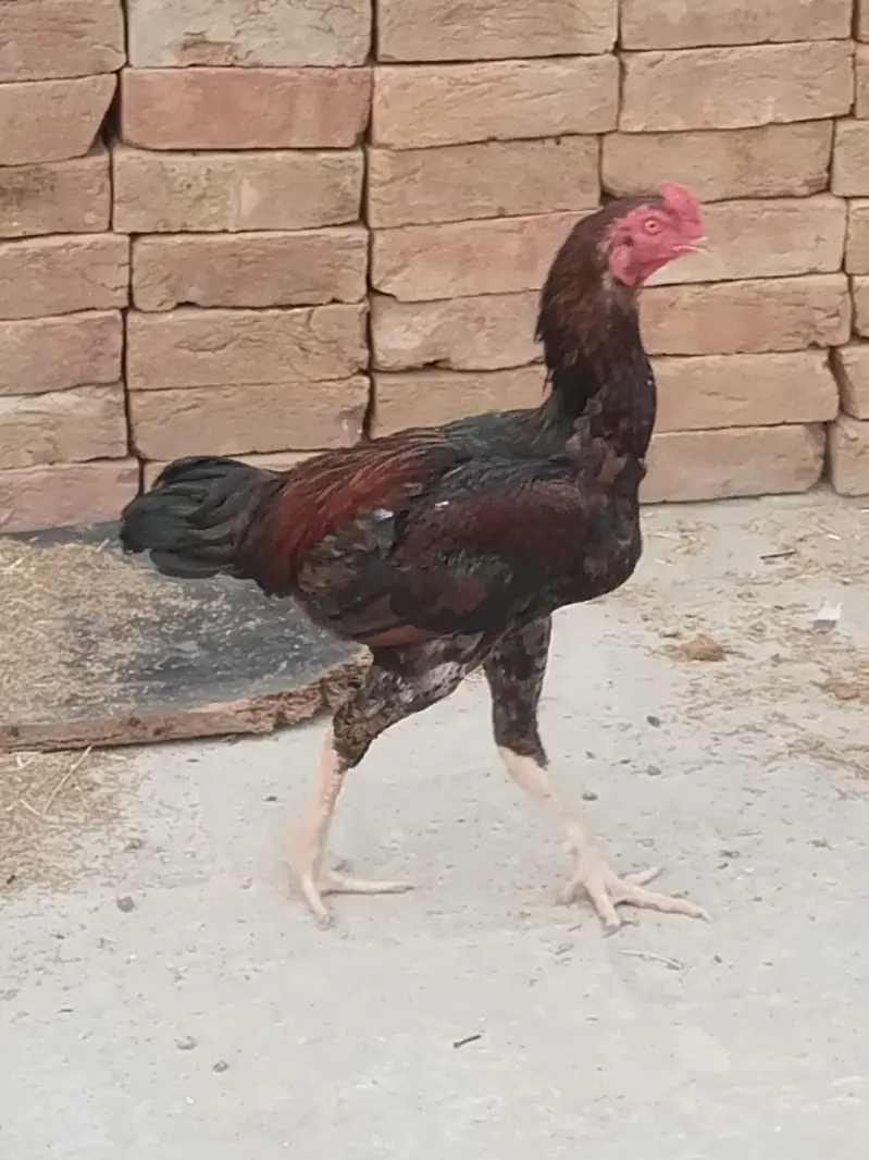 2 male hain ik female h boht achi quality — photo 10