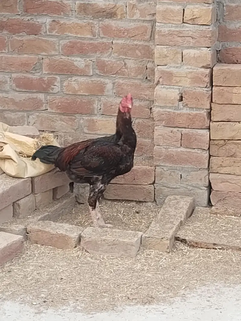 2 male hain ik female h boht achi quality — photo 11