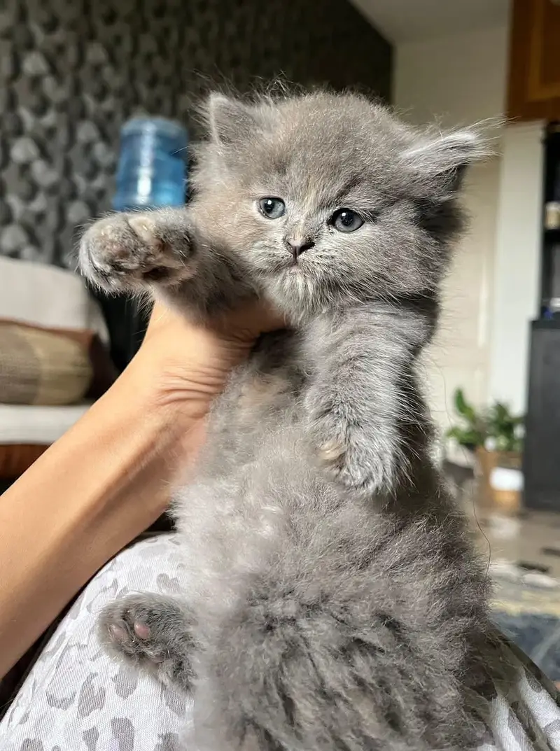 Quality Persian cat & Kittens. Male & female 03091708184. whatsapp — photo 2