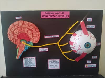 Human Eye Nerve Supply Anatomical Model with LED Lighting – Me