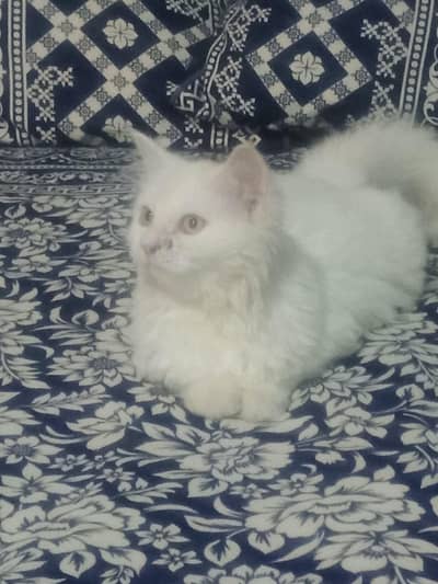 cat for sale
