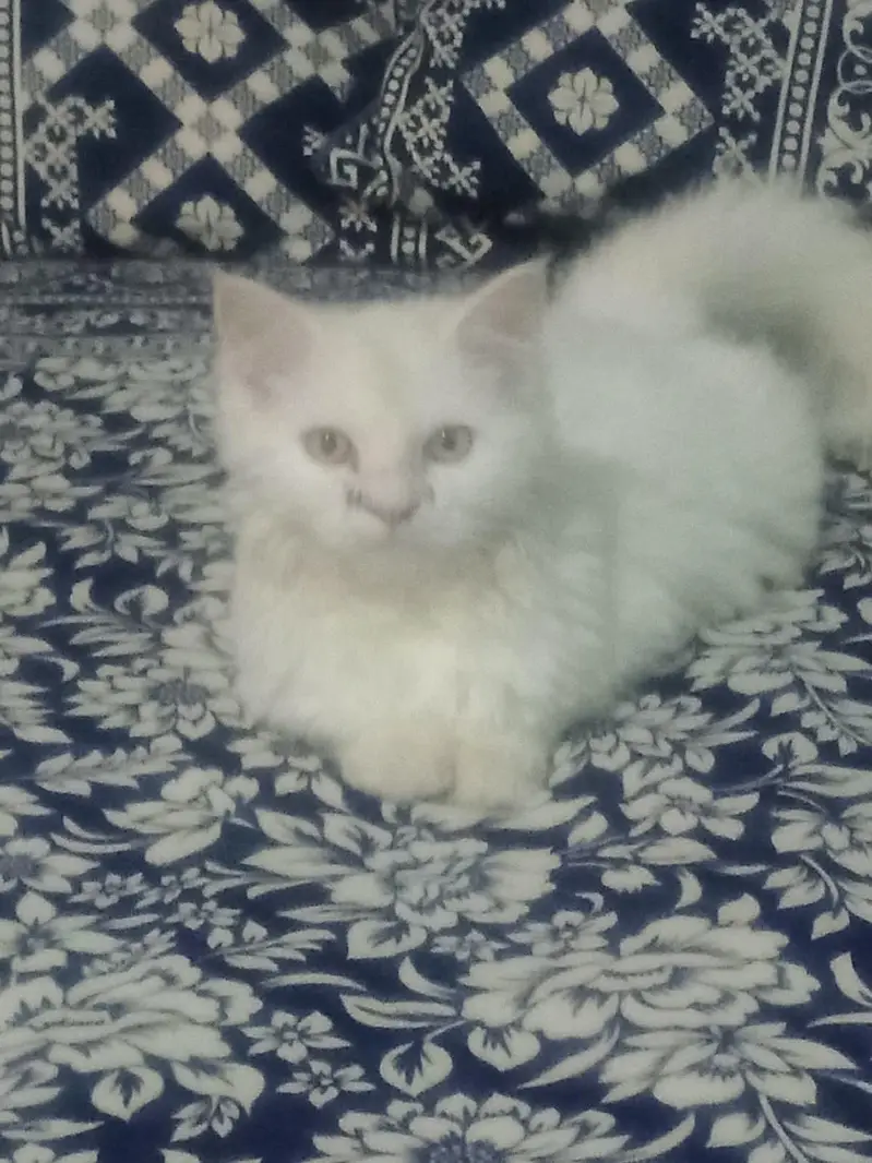 cat for sale — photo 2