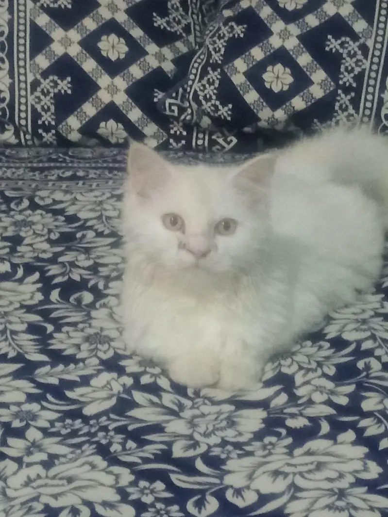 cat for sale — photo 3