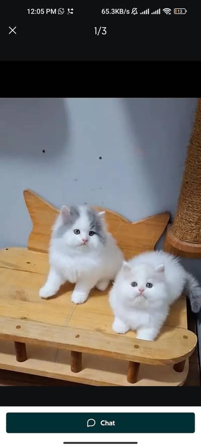 Quality Persian cat & Kittens. Male & female 03091708184. whatsapp