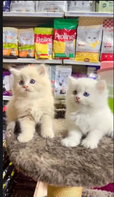 Quality Persian cat & Kittens. Male & female 03091708184. whatsapp