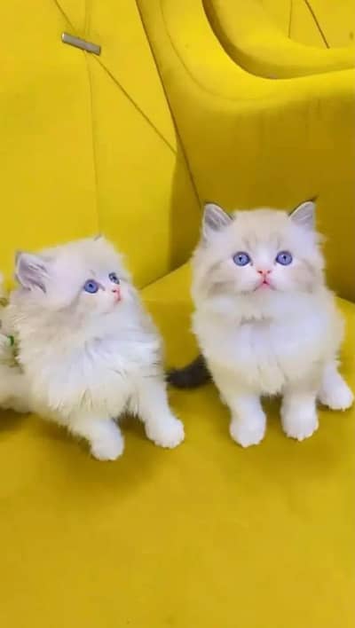 Quality Persian cat & Kittens. Male & female 03091708184. whatsapp