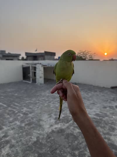 parrot