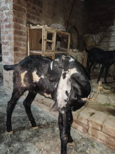 urgent goat sale