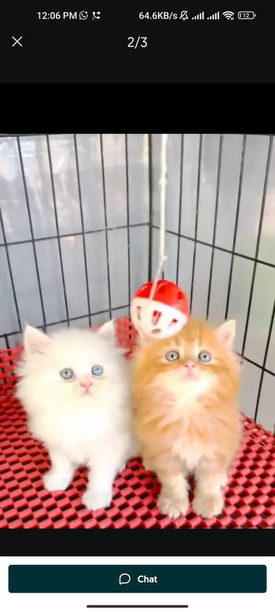 Quality Persian cat & Kittens. Male & female 03091708184. whatsapp