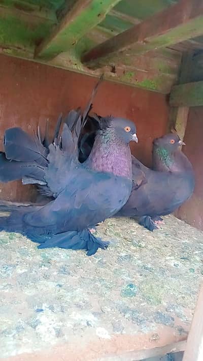 AMERICAN LAKA BREDER PAIR
