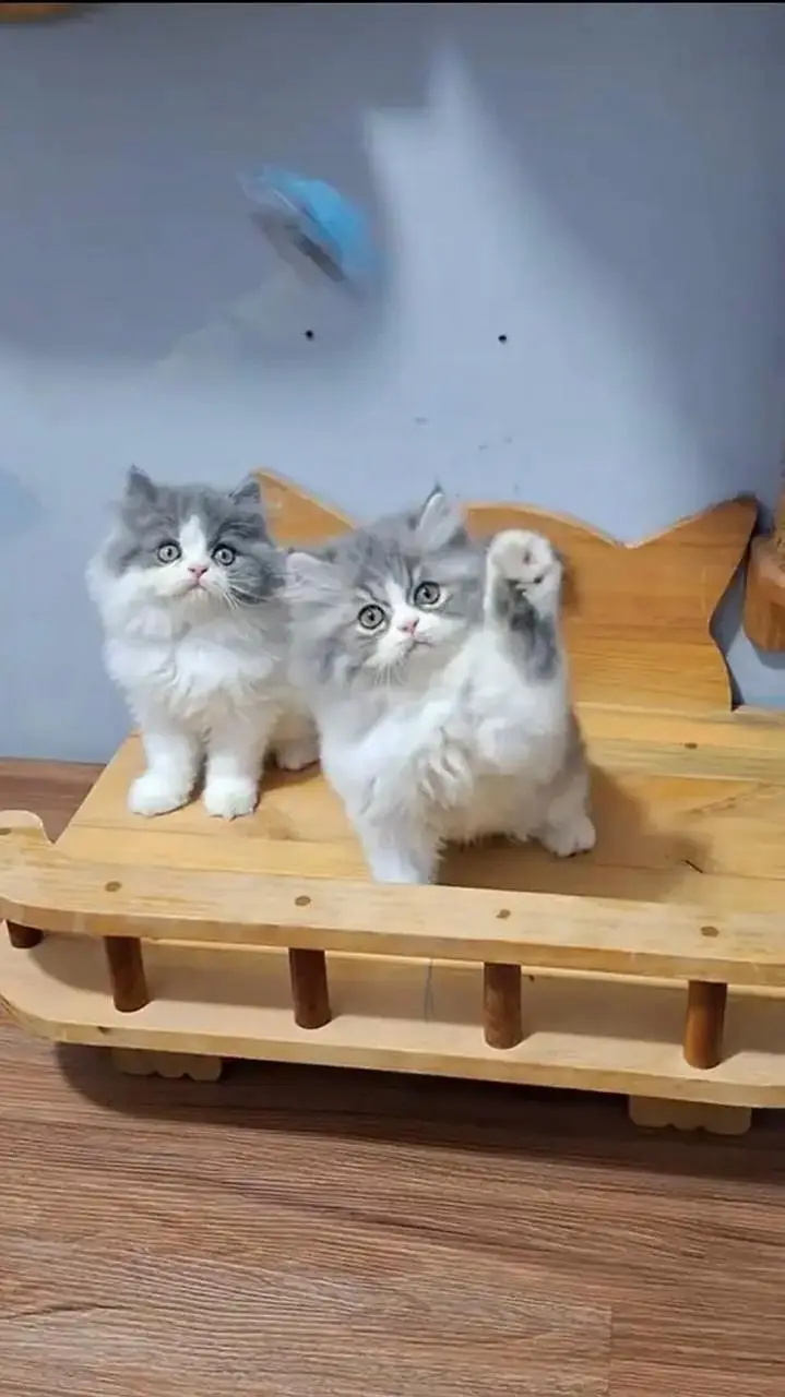 Quality Persian cat & Kittens. Male & female 03091708184. whatsapp — photo 2