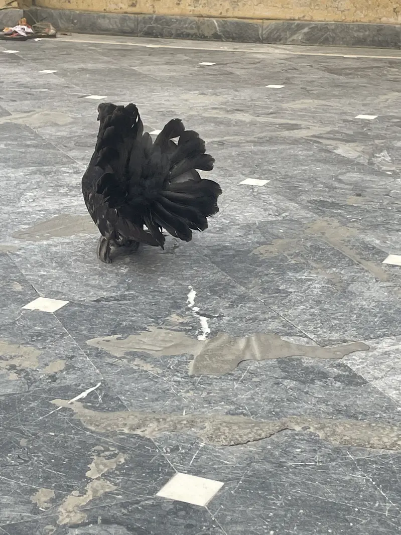 American fantail — photo 2