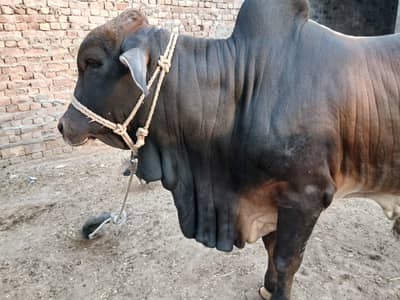 1.5 sal kheera bachra For sale