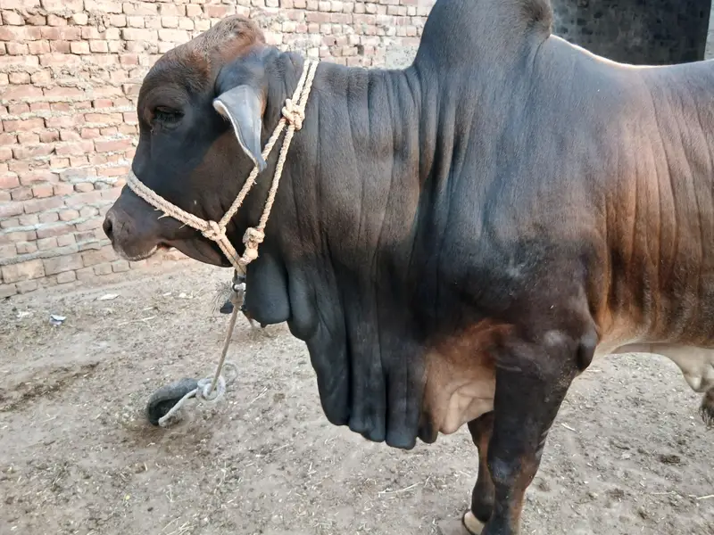1.5 sal kheera bachra For sale