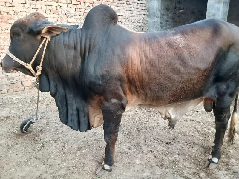 1.5 sal kheera bachra For sale — photo 2