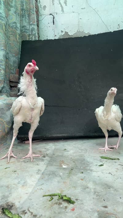 Pure Heera Papper White Nook Nali Pure Aseel Pair