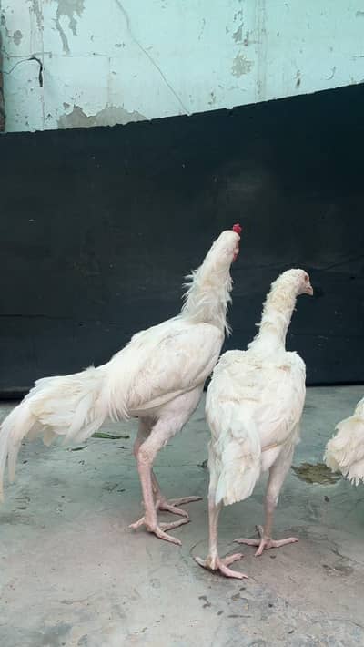 Pure Heera Papper White Nook Nali Pure Aseel Pair