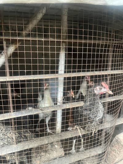 Golden misri hens for sale