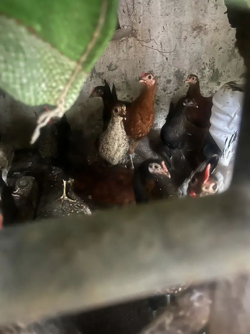 Golden misri hens for sale — photo 2