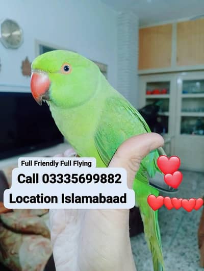 Proper Hand Tamed Full Friendly Green Ring Neck Male Parrot Jumbo Size