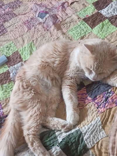Persian Cat For sell